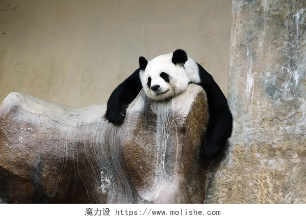 熊猫熊在动物园休息